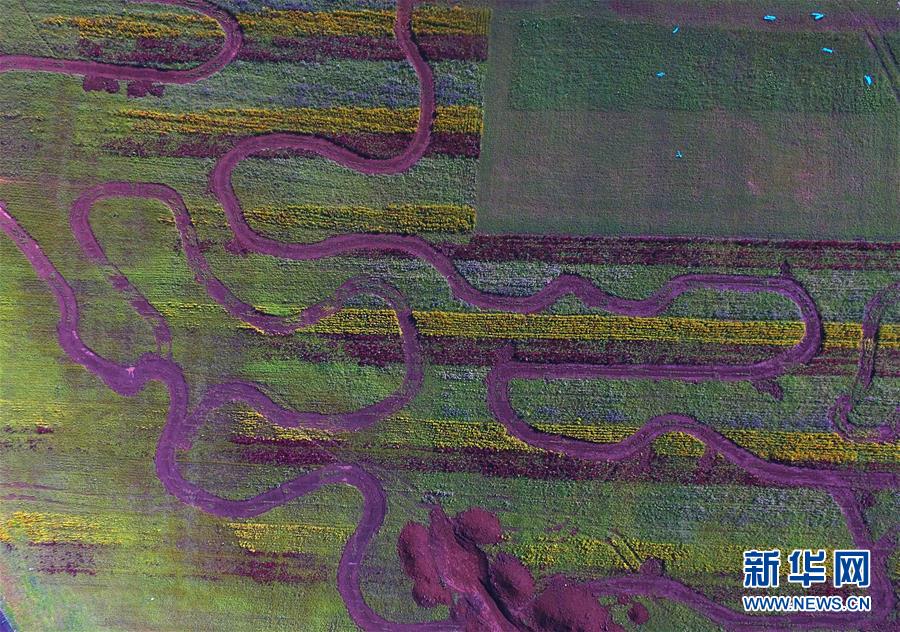 （美麗中國(guó)）（9）云南羅平：七彩花田美如畫